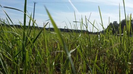 Field outside the city and grass in the foreground