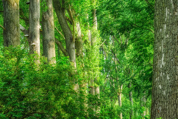 Bäume und Laub im Wald im Sommer 