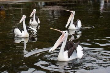 The Australian pelicans, Pelecanus conspicillatus on a water with open mouths waiting for the fish. Wallaga Lake, NSW, Australia.
