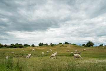 Sheep grazing on a beautiful hilly grass landscape on a cloudy day
