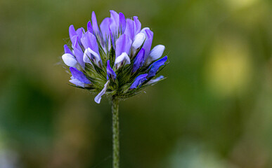 Macro photography, insects and plants in spring