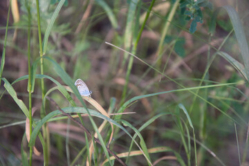 blue butterfly on a leaf