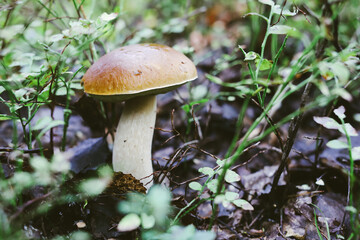 Fresh boletus mushrooms in the forest
