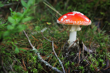 Red amanita muscaria mushroom in the forest
