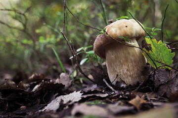 White mushroom in the forest