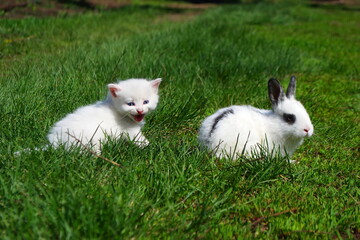 A small kitten and a small rabbit on the green grass