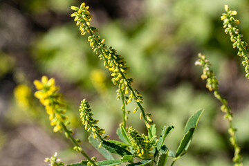 Macro photography, insects and plants in spring