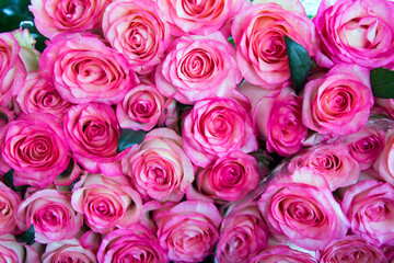 Rose flower background for design. Selective focus.