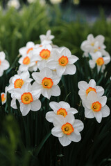 a lot of beautiful Narcissus