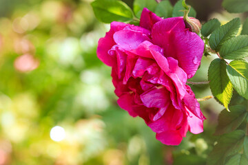bright pink flower on a Sunny day
