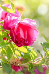 pink flower on a Sunny day