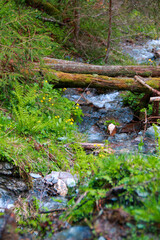 Fallen trees bridging a small creek rushing down the Schladminger Tauern mountains near the "Steirischer Bodensee", Schladming region, Styria, Austria