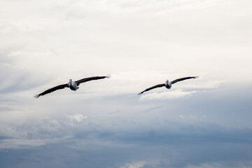 The Australian pelicans, Pelecanus conspicillatus. Large waterbird flying.
