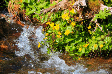 Marsh-Marigold growing at the riverbank of a small pure creek rushing down the Schladminger Tauern mountains near the 