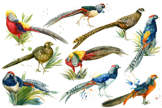 set of colorful birds, pheasants on an isolated white background, watercolor hand drawing