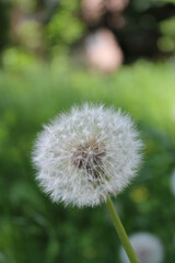 White dandelion on green color, grass background