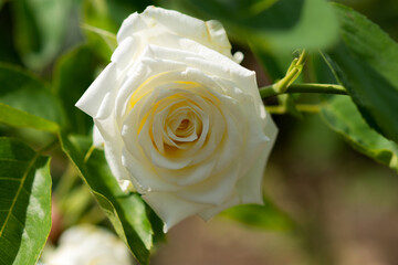 White rose on a blurred background of the garden. Beautiful floral background. The rose is in selective focus. Tenderness and grace. The cultivation of rose bushes.