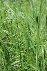 Texture of fresh, green grass on spring background