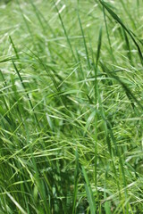 Spring, fresh grass in green color background