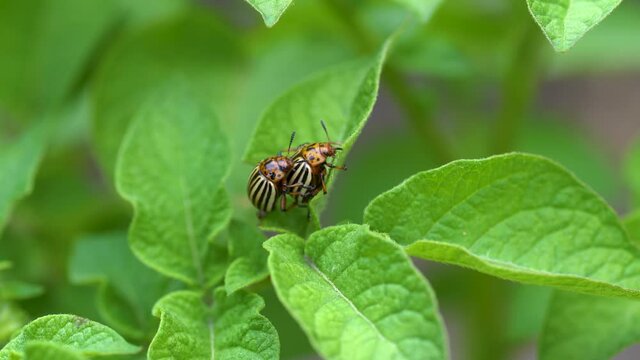 A female and male Colorado beetle sit on a potato leaf and mate