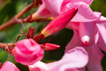Macro photography, insects and plants in spring