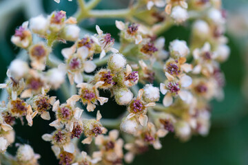 Macro photography, insects and plants in spring