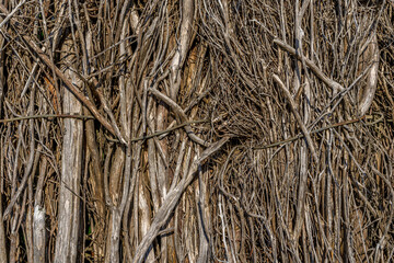 Dry branch fence. Beautiful rustic closeup. Wood texture, abstract wooden background. Background texture old.