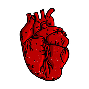 Hand drawn human heart. Isolated hand drawn heart in doodle style. Vector illustration. Anatomical illustration.