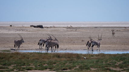 Herd of Gemsbok at a waterhole on a dry savanna