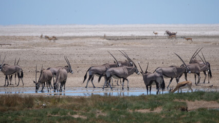 Herd of Gemsbok at a waterhole on a dry savanna