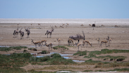 Fototapeta na wymiar Herd of Gemsbok, antelope and an ostrich on a dry savanna