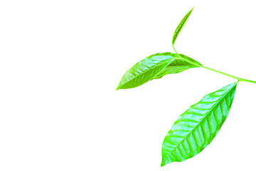 young leaf of Camellia sinensis (L.) Kuntze var. assamica (J.W. Mast.) Kitam tree is Herbs isolated on white background