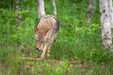 Naklejka na ściany i meble Adult Coyote (Canis latrans) Runs Forward Out of Birch Forest Summer