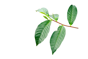 young shoots of Camellia sinensis (L.) Kuntze var. assamica (J.W. Mast.) Kitam tree isolated on white background