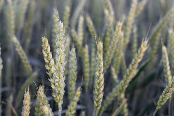 Selective focus, spikelet with morning dew drops. Wheat field in the morning.