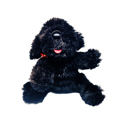 Cute black puppy doll with isolated on white background