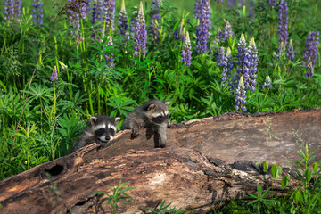 Raccoons (Procyon lotor) Hang Out Atop Log With Lupine Behind Summer