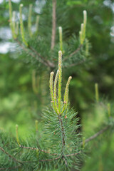 Pine tree with young shoots on a natural blurred green background. Selective focus. The concept of spring, development, growth, renewal.
