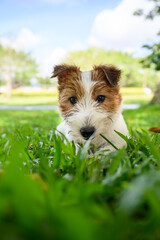 Jack Russell Terrier lying on the grass