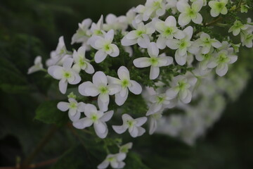 カシワバアジサイの白い花