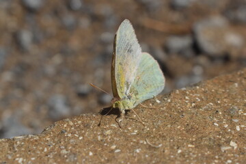 butterfly on a stone