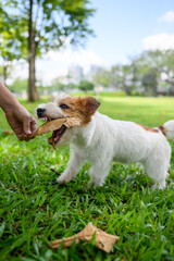 Jack Russell Terrier playing with the owner