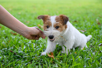 Jack Russell Terrier playing with the owner