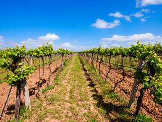 Rows of vines in Sardinia