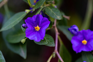 Macro photography, insects and plants in spring