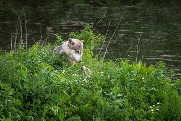 Grey Wolf (Canis lupus) Neck Deep in Greenery Greeted by Pup Summer