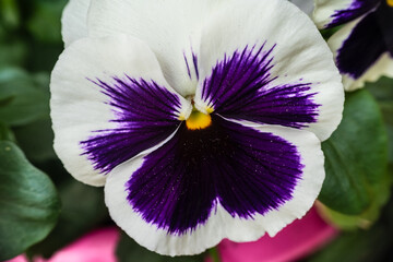 Macro photography, insects and plants in spring