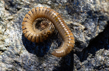 Macro photography, insects and plants in spring
