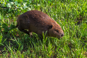 Adult Beaver (Castor canadensis) Runs Right in Grass Summer