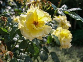 yellow rose flowers in closeup